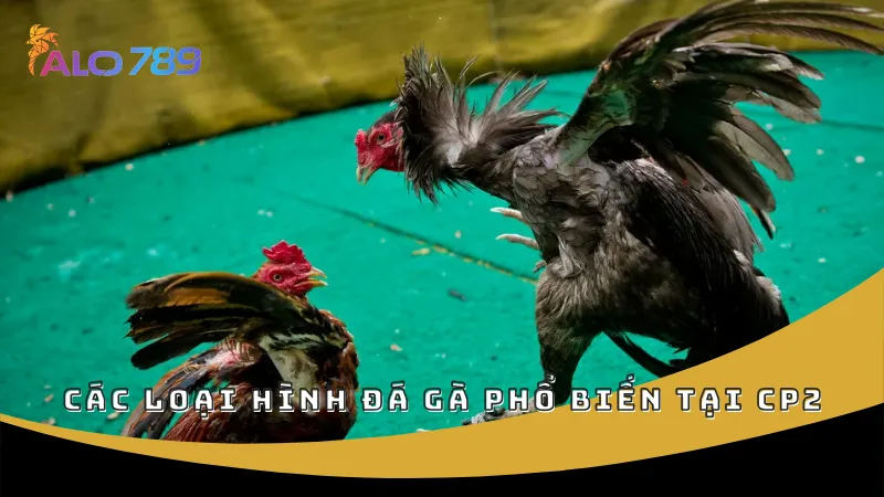 Các loại hình đá gà phổ biến tại CP2