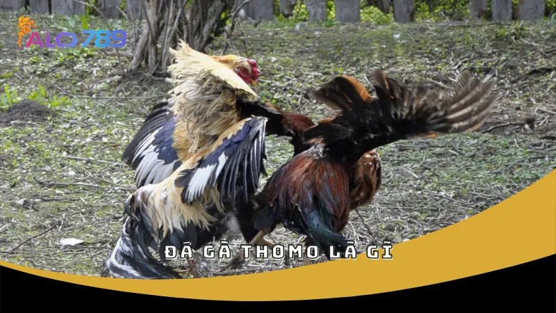 Đá gà Thomo là gì