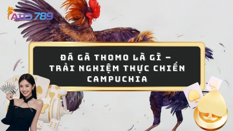 Đá gà Thomo là gì