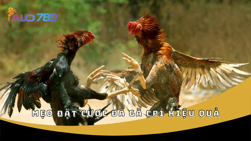 Mẹo đặt cược đá gà CP1 hiệu quả