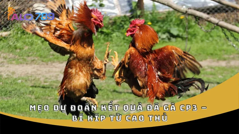Mẹo dự đoán kết quả đá gà CP3 – Bí kíp từ cao thủ